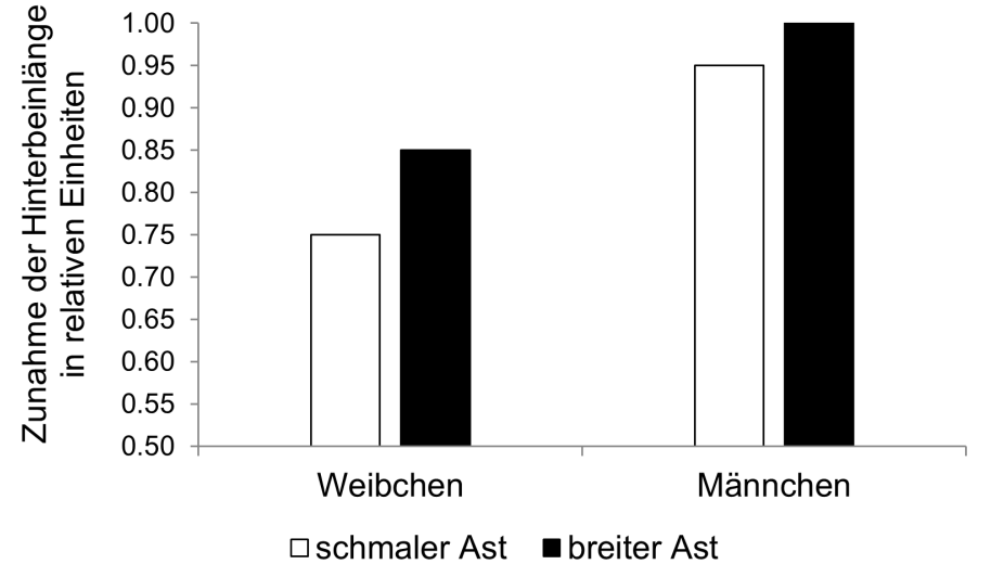 Diagramm: Zunahme der Hinterbeinlänge bei Weibchen und Männchen, Vergleich schmaler Ast (weiß) vs breiter Ast (schwarz)